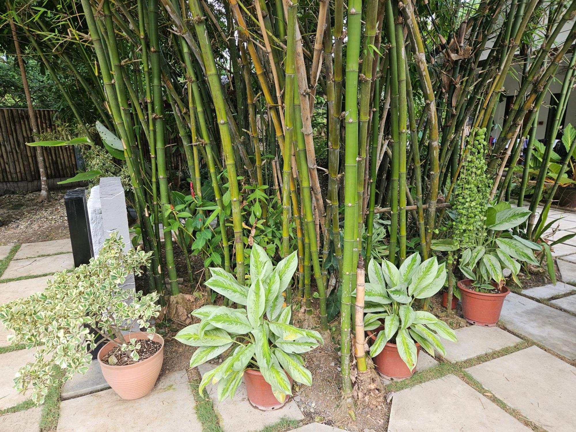 Oceanside 2 Bedroom House, 100Mbps Wifi Panglao-stad Buitenkant foto
